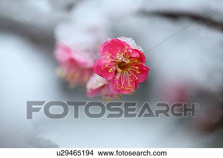 Picture - Red Plum Blossom in Snow. Fotosearch