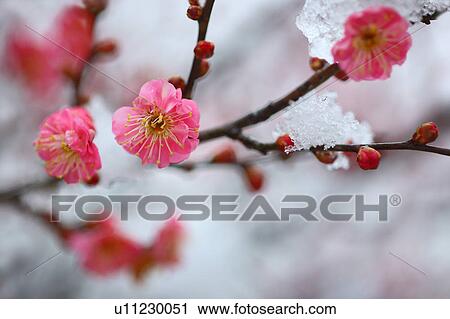 Stock Image - Red Plum Blossom in Snow. Fotosearch