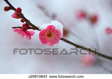 Stock Image - Red Plum Blossom in Snow. Fotosearch