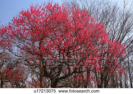 Stock Photography - Red Plum Blossom Tree. Fotosearch