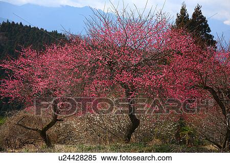 Stock Photography - Red Plum Blossom Trees. Fotosearch