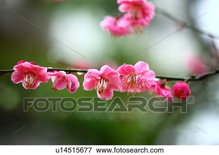 Stock Photo - Red Plum Blossoms. Fotosearch