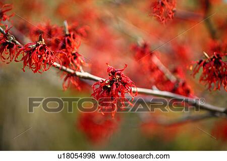 Red Witch Hazel View Large Photo Image Stock Photo - Red Witch Hazel. Fotosearch