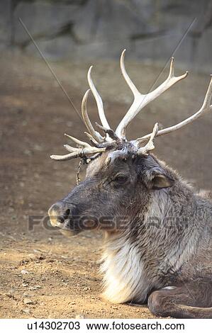 Stock Image - Reindeer. Fotosearch