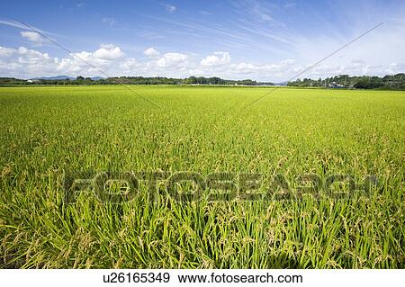 Stock Photo - Rice Paddy. Fotosearch