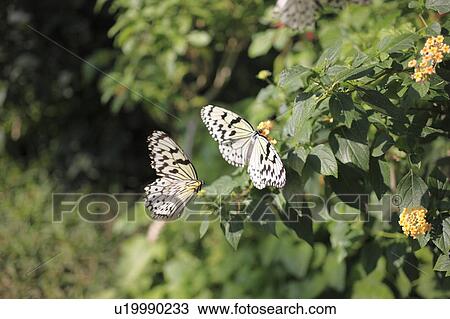 Stock Image - Rice Paper Butterflies on Lantana. Fotosearch