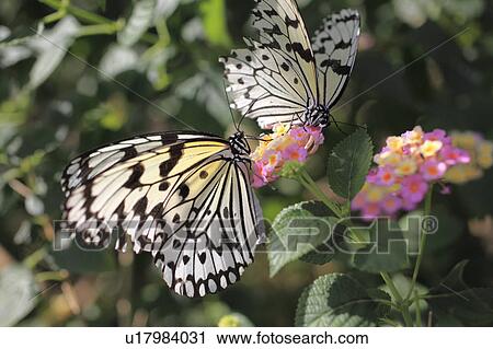 Stock Image - Rice Paper butterfly and Lantana Flowers. Fotosearch