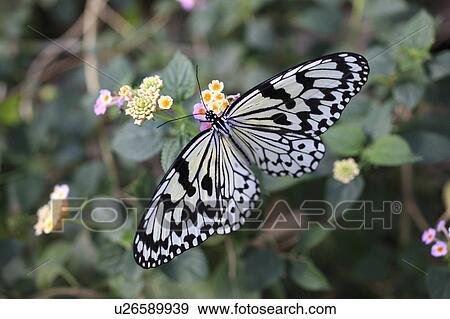 Stock Photo - Rice Paper Butterfly on Flower. Fotosearch