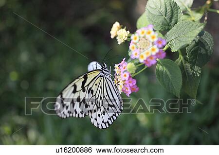 Rice Paper Butterfly on Lantana View Large Photo Image Stock Photograph - Rice Paper Butterfly on Lantana. Fotosearch