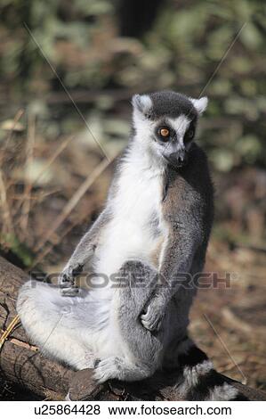 Stock Photo - Ring-tailed Lemur. Fotosearch