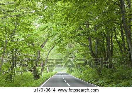 Road Transportation Tree Forest Rural Scene View Large Photo Image Picture - Road Transportation Tree Forest Rural Scene. Fotosearch