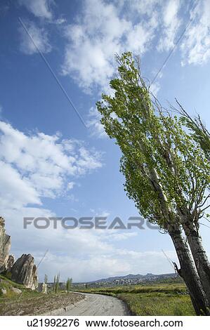 Road Tree Curve Transportation Cappadocia View Large Photo Image Stock Photograph - Road Tree Curve Transportation Cappadocia. Fotosearch