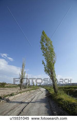 Stock Photography - Road Tree Curve Transportation Cappadocia. Fotosearch
