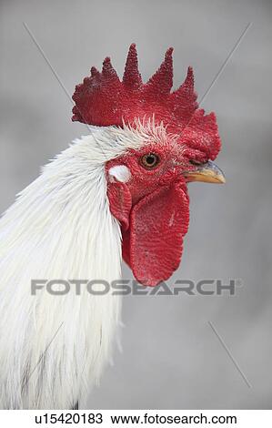 Rooster View Large Photo Image Stock Image - Rooster. Fotosearch