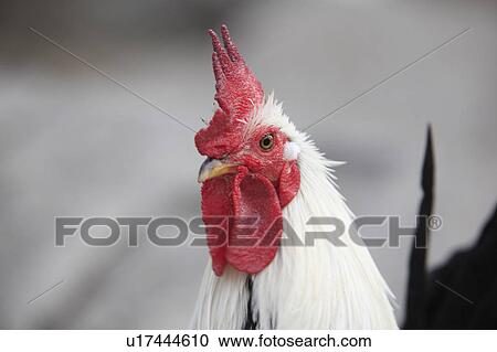 Stock Image - Rooster. Fotosearch