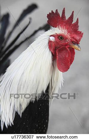Rooster View Large Photo Image Stock Photo - Rooster. Fotosearch