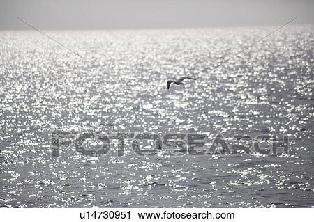 Stock Image - Sea Gull Flying Over Sea. Fotosearch