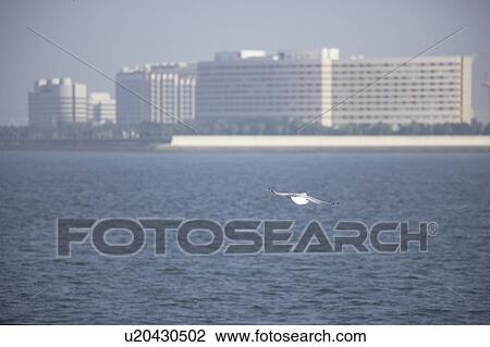 Stock Image - Sea Gull Over Sea with Buildings in Background. Fotosearch