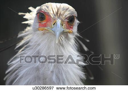 Stock Photo - Secretery Bird. Fotosearch
