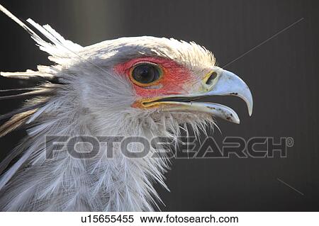 Secretery Bird View Large Photo Image Stock Photography - Secretery Bird. Fotosearch