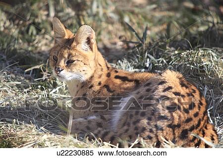 Stock Photography - Serval. Fotosearch