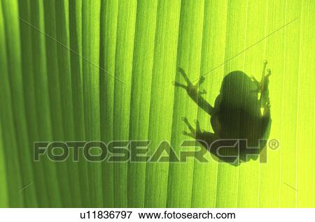 Shadow of Toad on Leaf View Large Photo Image Stock Photo - Shadow of Toad on Leaf. Fotosearch