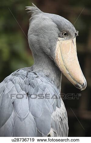 Shoebill View Large Photo Image Stock Photo - Shoebill. Fotosearch