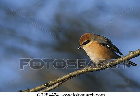 Picture - Shrike Perching on Branch. Fotosearch