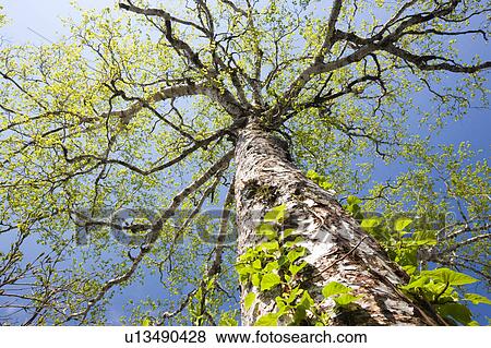 Silver Birch Tree Single Object Low Angle View View Large Photo Image Stock Photo - Silver Birch Tree Single Object Low Angle View. Fotosearch