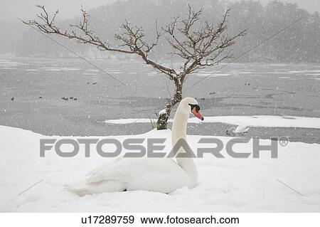 Stock Photo - Snow Falling on Swan. Fotosearch