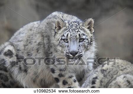 Picture - Snow Leopard. Fotosearch