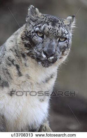 Snow Leopard View Large Photo Image Stock Image - Snow Leopard. Fotosearch