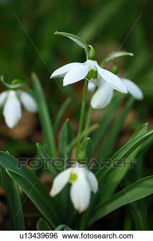 Stock Photograph - Snowdrop. Fotosearch