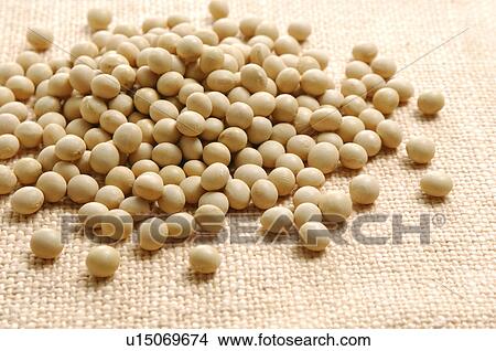 Picture - Soybeans. Fotosearch