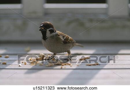 Stock Image - Sparrow Feeding. Fotosearch