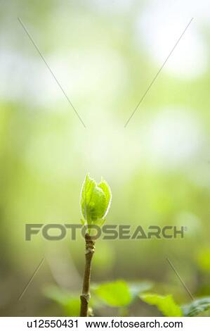 Stock Image - Sprout. Fotosearch