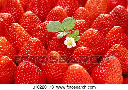 Stock Image - Strawberries. Fotosearch