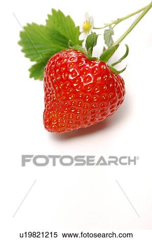 Stock Photography - Strawberry. Fotosearch