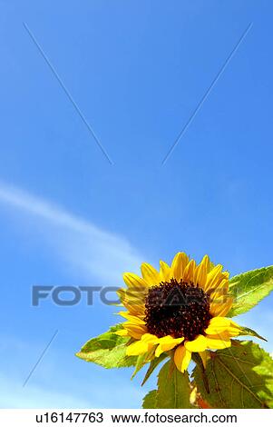 Stock Image - Sunflower Against Blue Sky. Fotosearch