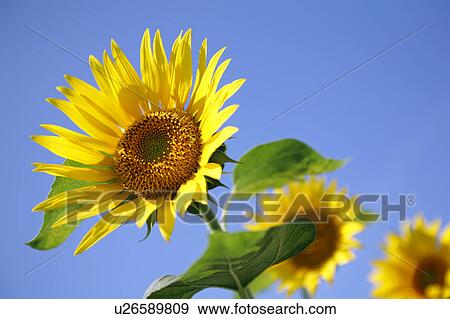 Sunflower Flower Head Leaf Stem Three Objects View Large Photo Image Stock Photo - Sunflower Flower Head Leaf Stem Three Objects. Fotosearch