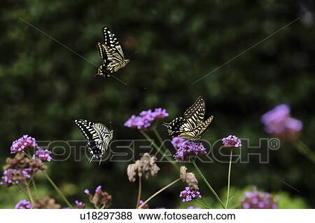 Stock Photo - Swallowtail Butterflies. Fotosearch