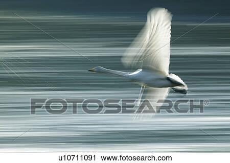 Stock Image - Swan Flying. Fotosearch