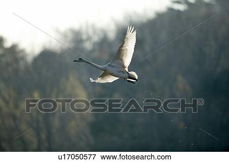 Stock Photo - Swan Flying. Fotosearch