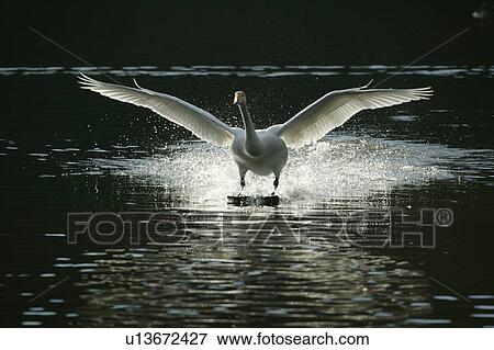 Stock Photo - Swan Landing in Lake. Fotosearch