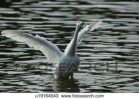 Swan Spreading Wings View Large Photo Image Stock Image - Swan Spreading Wings. Fotosearch