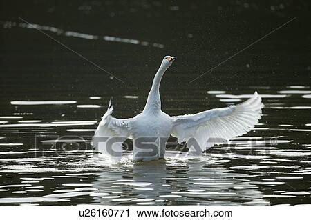 Swan Spreading Wings View Large Photo Image Stock Image - Swan Spreading Wings. Fotosearch