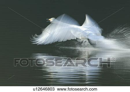 Stock Image - Swan Taking Off. Fotosearch