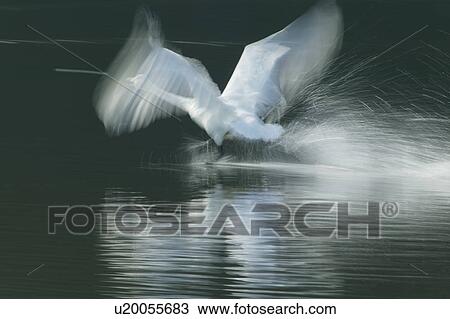 Stock Image - Swan Taking Off. Fotosearch