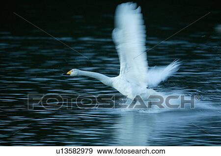 Stock Photo - Swan Taking Off. Fotosearch