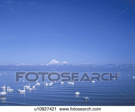 Stock Image - Swans at Inawashiro Lake with Bandai-san in Background. Fotosearch